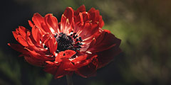 betekenis van het latijnse woord flos uitgebeeld door rode bloem